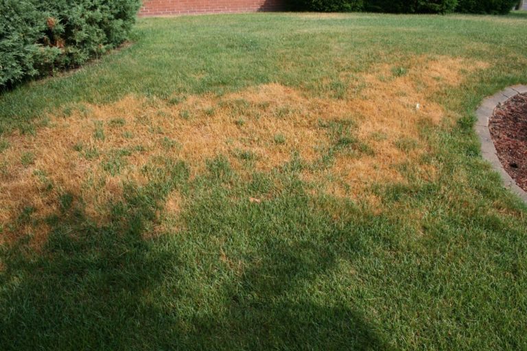 heat stressed lawn