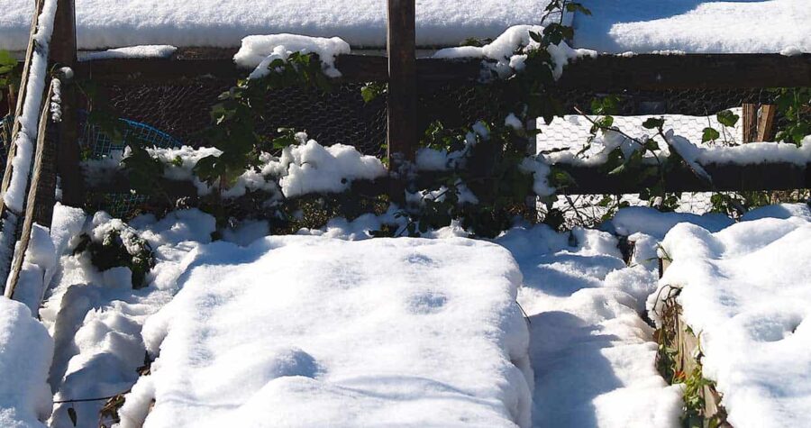 snow insulates raised garden beds