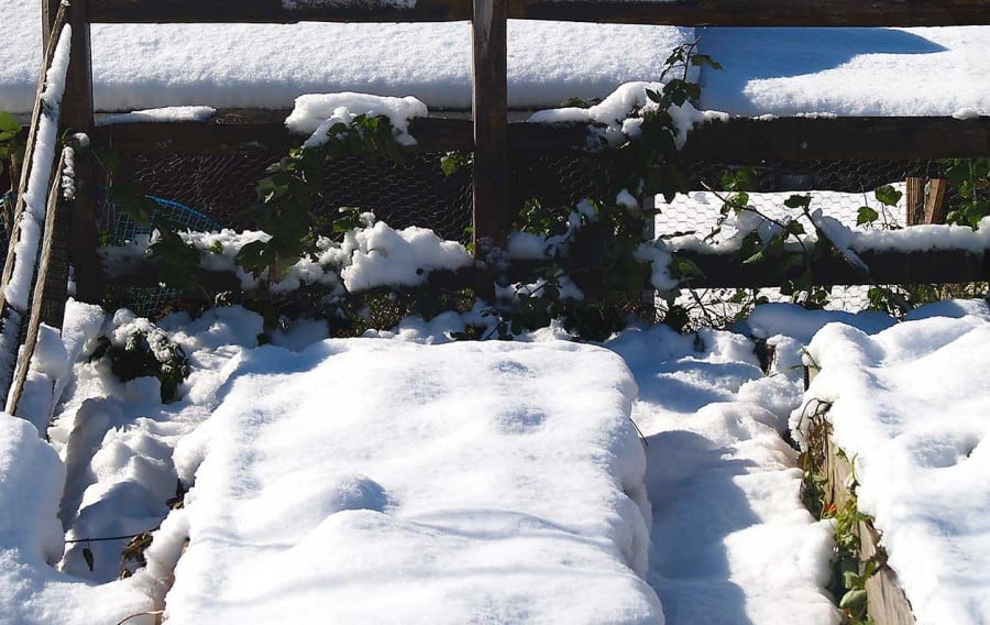 snow cover insulates raised garden beds