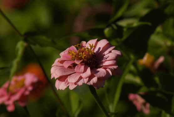 Pink Zinnia home organic flower garden