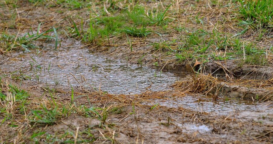 rain pooling in yard