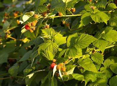 organic raspberries on the vine