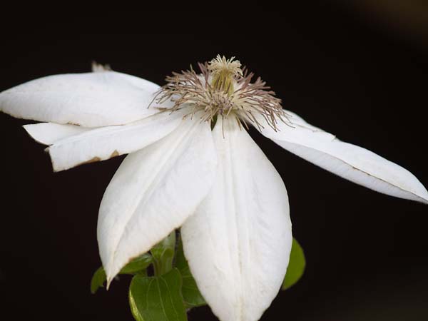 Clematis blanca, jardinería orgánica