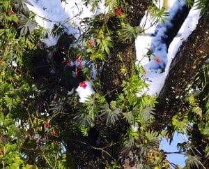 cardinal climber vine in pear tree_halloween snowstorm 2011