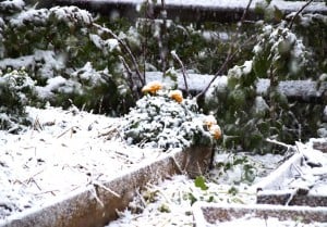 marigolds in halloween snowstorm_october snowstorm 2011