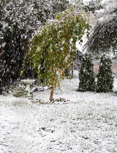 birch tree in october halloween snowstorm
