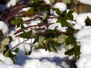 raspberry canes halloween october snowstorm