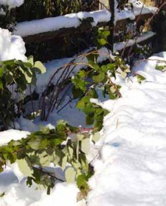 raspberry canes in October 29 snow storm Pennsylvania