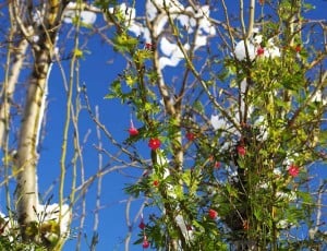Cardinal Climber Vine In Pear Tree