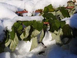 Snow on raspberry bushes closeup_halloween snowstorm 2011