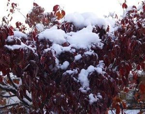 dogwood covered in snow_halloween snowstorm 2011