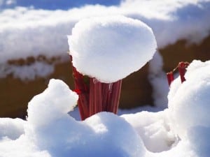 snow on swiss chard_halloween snowstorm 2011
