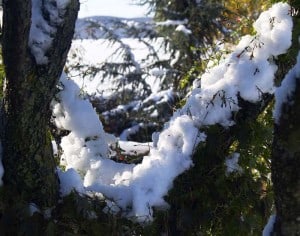 snow in pear tree_halloween snowstorm 2011