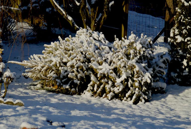 recycled christmas tree