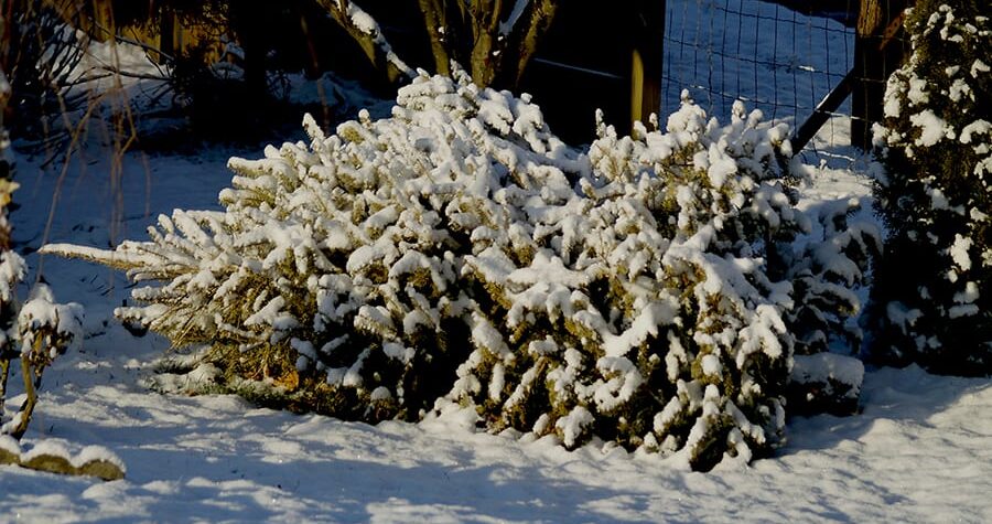 recycled christmas tree
