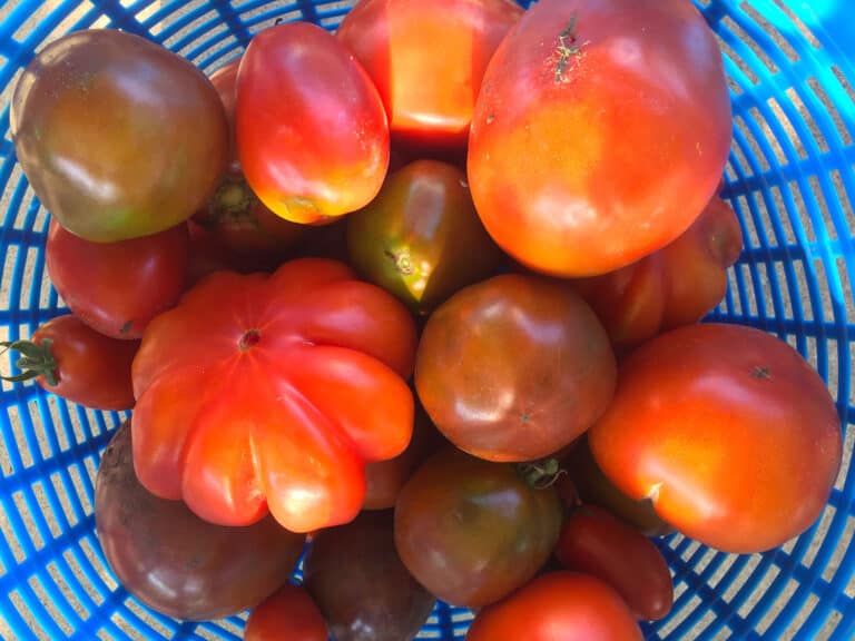 harvesting tomatoes