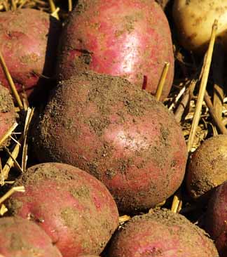 harvested potatoes from garden