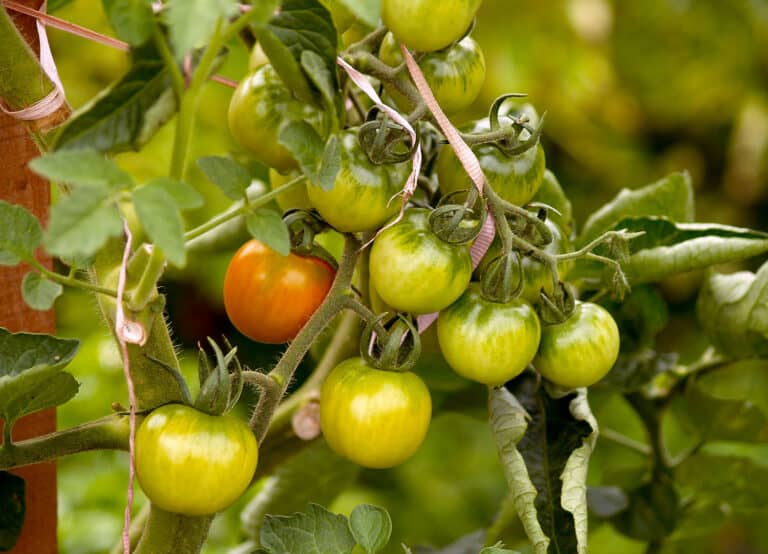 cherry tomatoes on the vine
