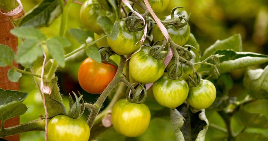 cherry tomatoes on the vine