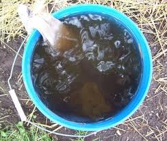 compost tea