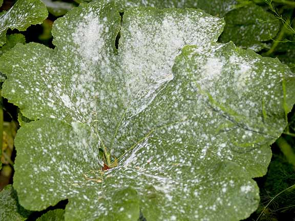 powdery mildew on pumpkin foliage