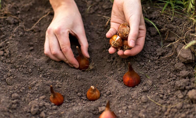 planting flower bulbs