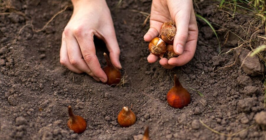 planting flower bulbs