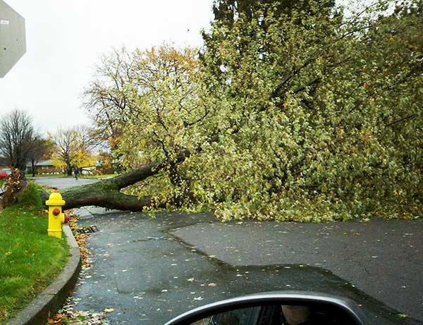 hurricane sandy damage allentown pa tree across road