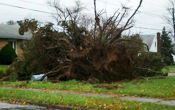 hurricane sandy damage bethlehem pa tree in yard