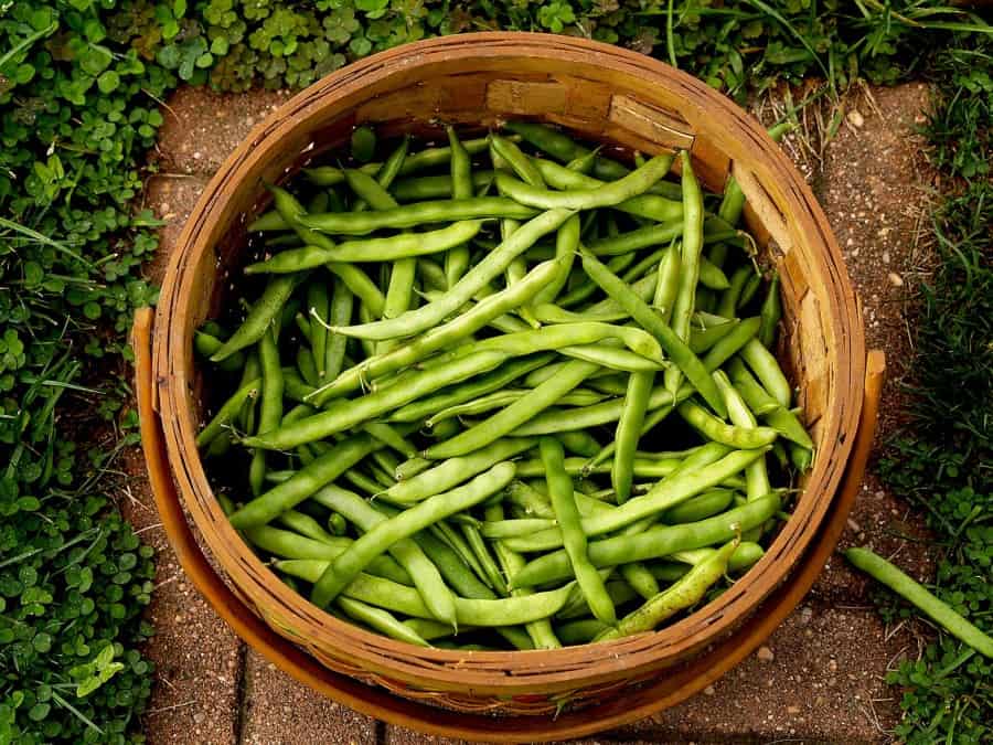 pole bean harvest