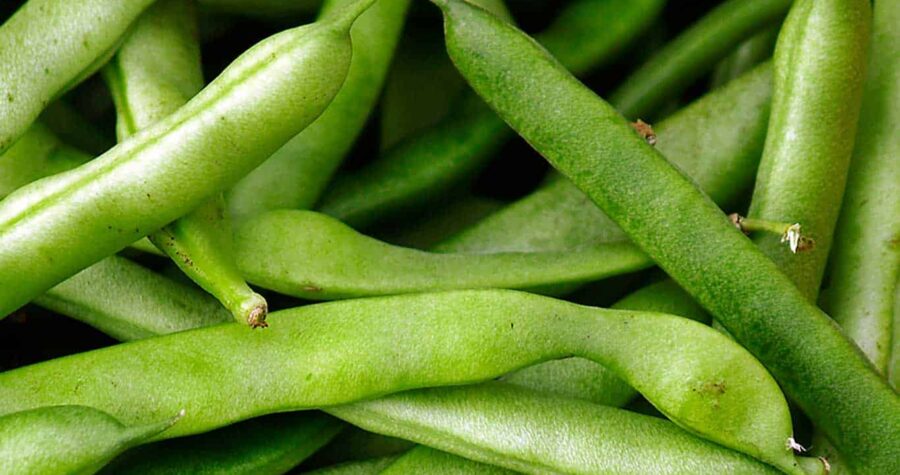 pole beans bush beans