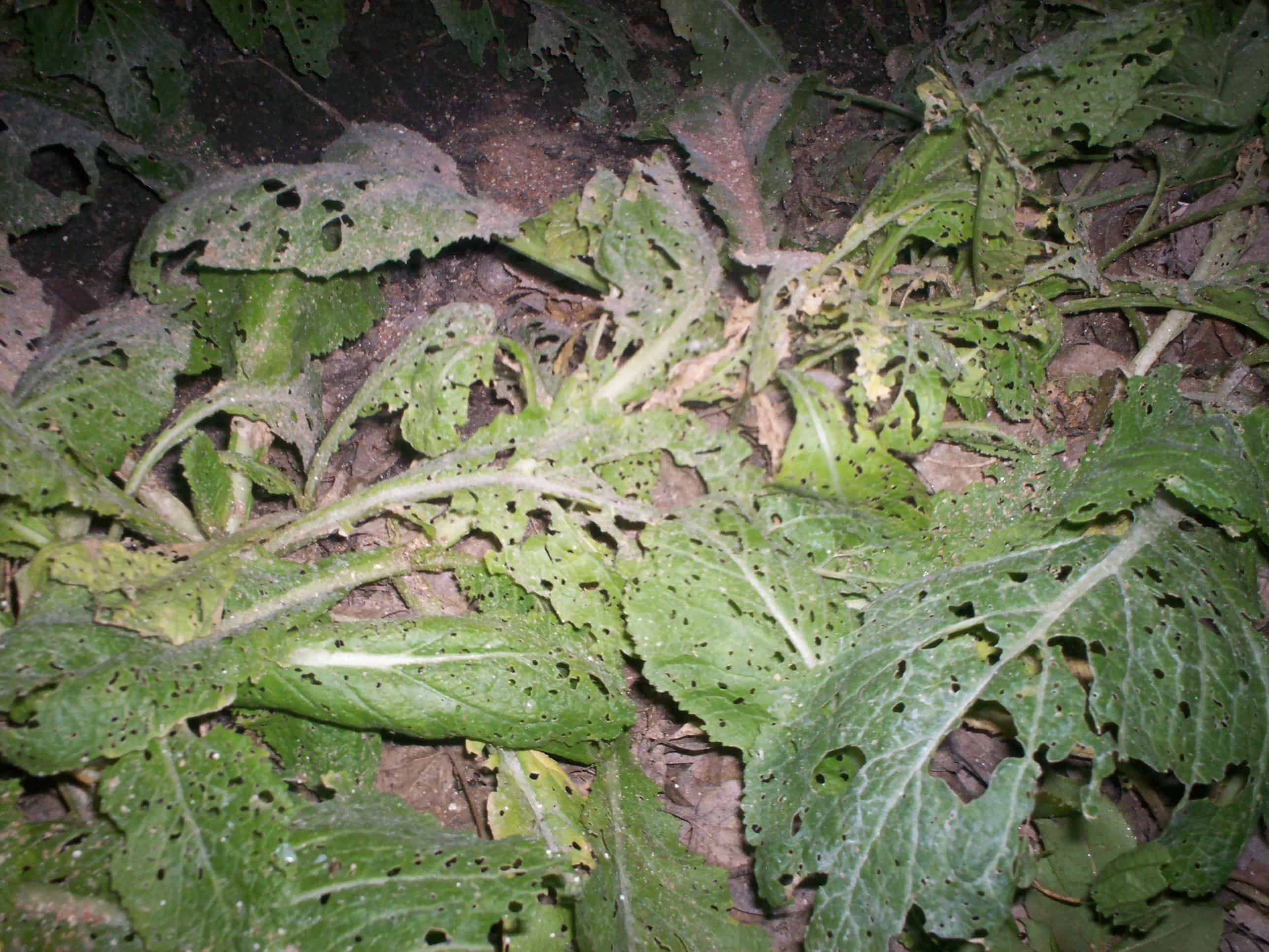 hojas de mostaza comidas por insectos