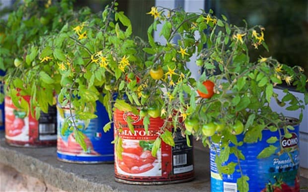 grow tomatoes in pots
