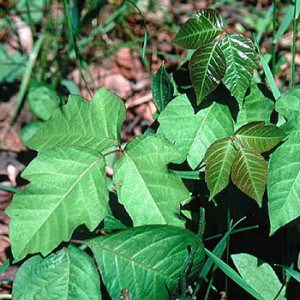 Poison Ivy: How to remove it safely without chemicals