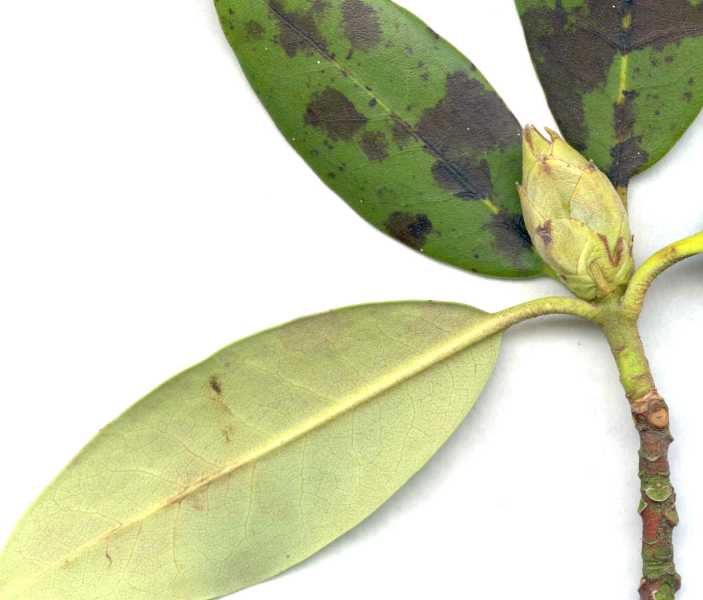 rhododendron heat stress