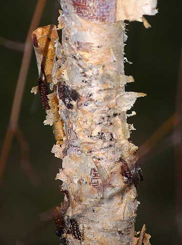 RIVER BIRCH tree EXFOLIATING-BARK