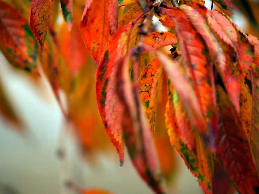 weeping cherry tree foliage