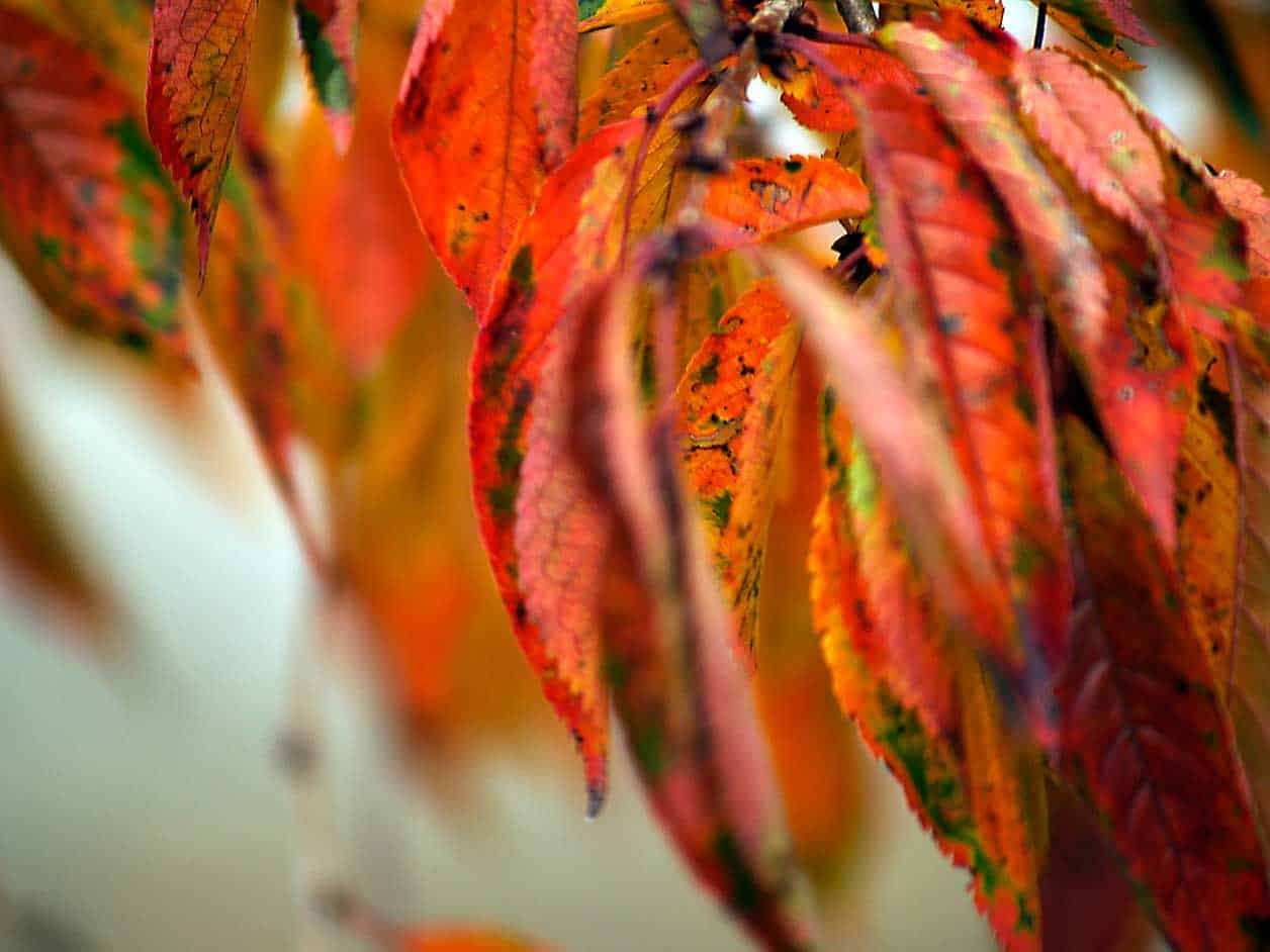 weeping cherry tree foliage in fall