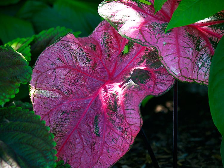 caladium