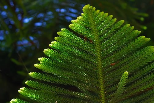 árbol de navidad de pino norfolk