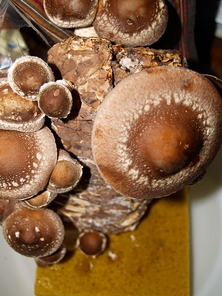 cultivar setas shiitake