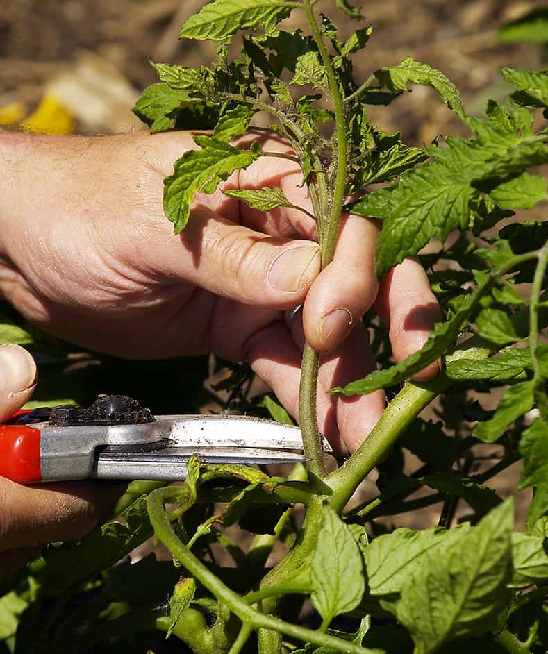 pruning tomato suckers