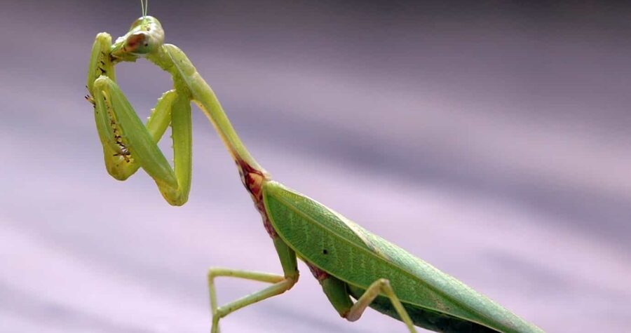 praying mantis beneficial insects