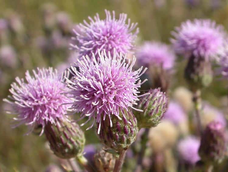 how to remove thistle organically