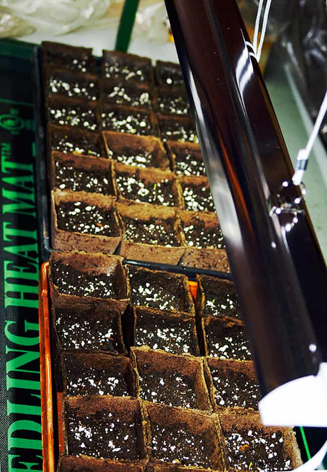 comenzando semillas bajo luces de cultivo