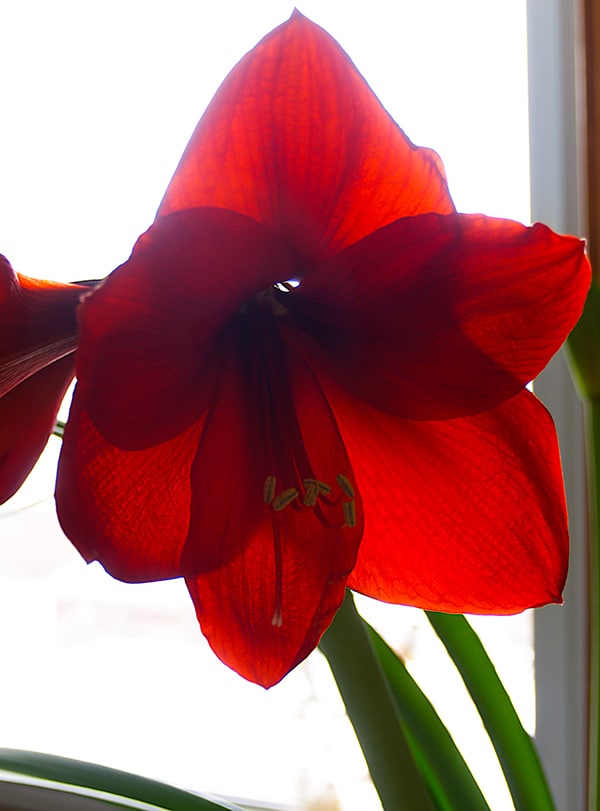 amaryllis