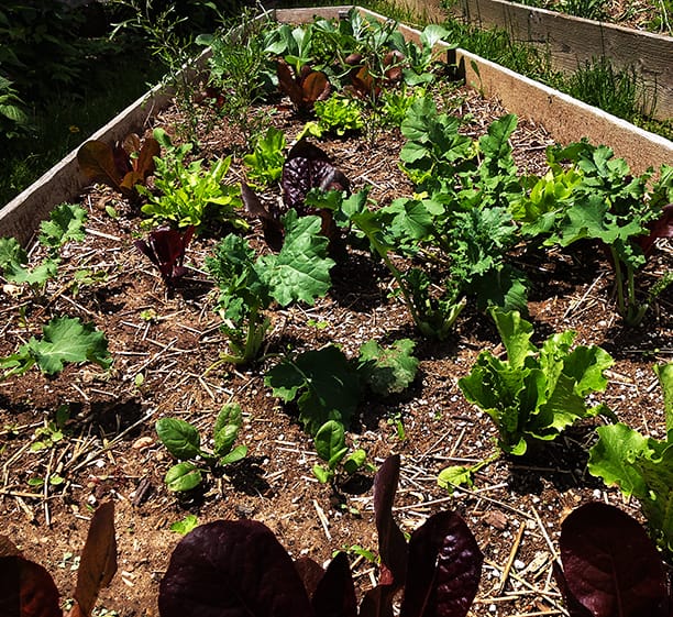 how to grow leafy greens