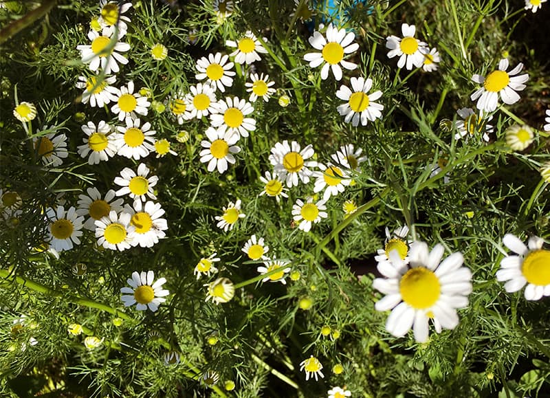 How to Grow and Harvest Chamomile ⋆ Big Blog Of Gardening