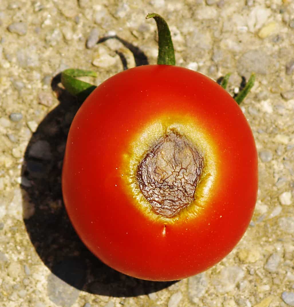 blossom end rot, tomatoes, garden fertilizer