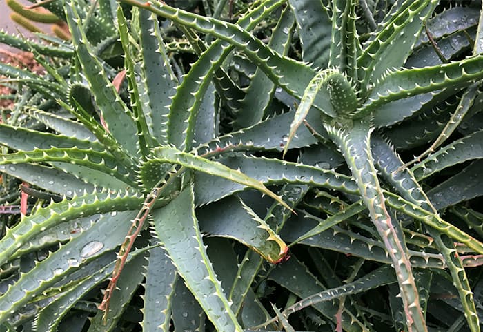planta de aloe vera